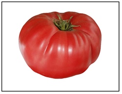 Mexico Tomato
