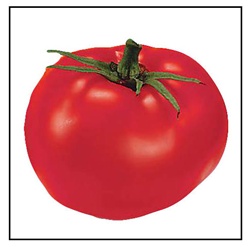 Beefy Boy Tomato Plants