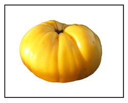 Giant Belgian Yellow Tomato