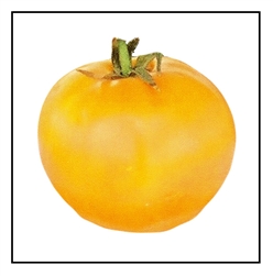 Longkeeper Gold Tomato
