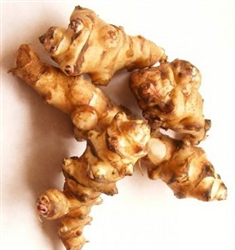 <SPAN style="FONT-FAMILY: Arial Black; COLOR: #004500; FONT-SIZE: 12pt">Jerusalem Artichoke Plant</SPAN>