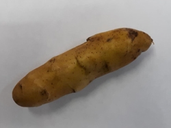 Close-up of Austrian Crescent Fingerling seed potatoes, showcasing their smooth buff skin and finger-like shape, ideal for planting in home gardens.