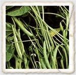 Mountaineer White Half Runner Beans - Light green pods with white seeds, tender and sweet taste, non-GMO and heirloom seeds, high-yield and vigorous plants, free shipping available
