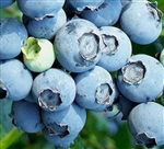 Premier Blueberry Plants