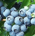 Tifblue Blueberry Plants