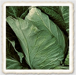 Jersey Wakefield Cabbage Heirloom - High-quality non-GMO heirloom seeds producing dark green conical heads about 7 inches long. Tender, crisp, and perfect for raw use in salads. Available with free shipping from Piedmont Farm and Garden.