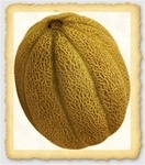 Burpee Hybrid Cantaloupe Seed
