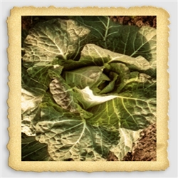 Heirloom Morris Heading Collard growing in garden with compact heads