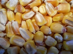 Reid's Yellow Dent Corn