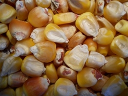 Truckers Favorite Yellow Open Pollinated Corn Seed