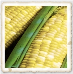 Ambrosia Sweet Corn