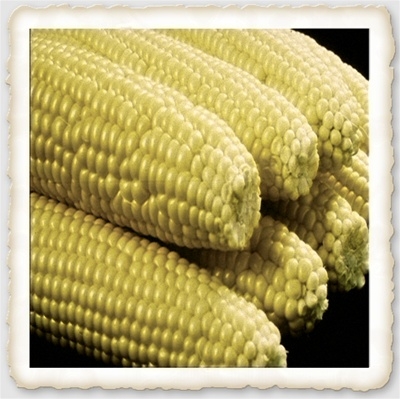 Maize Treated Seeds Hybrid Golden Queen Sweet Corn Seed su ½oz to 8oz 