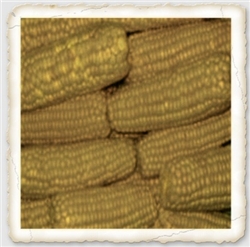 Merit Sweet Corn
