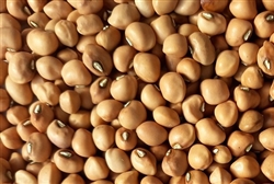 Mississippi Purple Crowder Pea Seeds â€“ Non-GMO, Heirloom Variety â€“ Close-up of Mississippi Purple Crowder pea seeds, showcasing their smooth, light tan color with a distinctive purple eye, perfect for planting in home gardens.