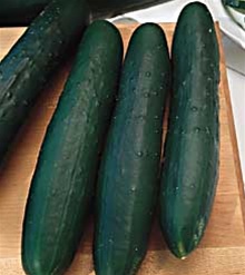 Freshly harvested Burpless cucumbers with smooth skin and tapered ends