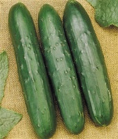 Poinsett 76 Cucumber