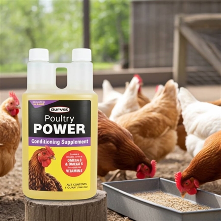Durvet Poultry Power 32 oz â€“ Omega 3 & 6 Poultry Supplement for Healthy Feathers and Egg Production