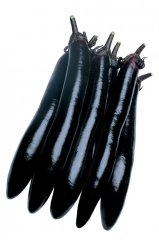 Eggplant Shoya Long