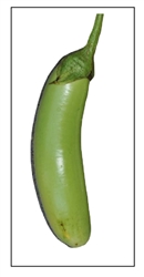 Eggplant Louisiana Long Green