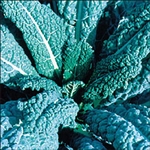 Lacinato Dynasaur Kale