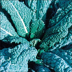 Lacinato Dynasaur Kale