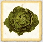 Mature Bibb Lettuce with light green leaves and red speckles in garden bed
