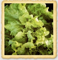 Crinkled green leaves of young Black Seeded Simpson Lettuce plants