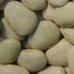 Close-up of Cangreen Bush Lima Bean seeds â€“ pale green heirloom seeds ready for planting