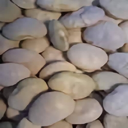 Close-up of Fordhook Bush Lima Bean seeds â€“ large, plump greenish-white heirloom beans