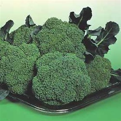 Broccoli Plants Premium Crop