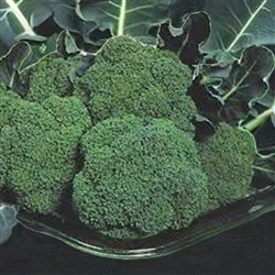 Premium Crop Broccoli plant with large, bright blue-green heads, approximately 9 to 12 inches across, and small beads, growing upright in a garden bed.