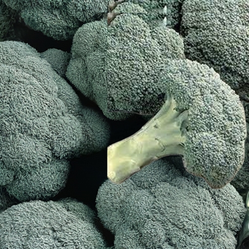 Buy Pacman Broccoli Plants | Hybrid with Large 8-Inch Heads & Side