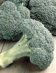 Pacman Broccoli Plants