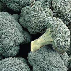 Pacman Broccoli plant with a large, tight 8-inch green head and multiple smaller side shoots growing in a garden bed.