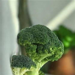 Southern Comet Broccoli plant with forest green heads, approximately 8 inches across, growing in a garden bed.