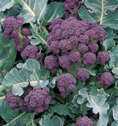 Early Purple Sprouting Broccoli Plant