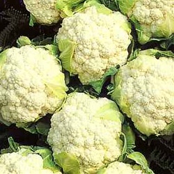 Snowball Cauliflower Plants