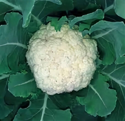 Snow Crown Cauliflower plant with a dense, medium-sized white head growing in a garden bed surrounded by green leaves.