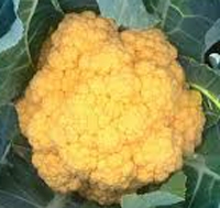 Cheddar Cauliflower with vibrant orange 8-inch heads growing in a garden bed, surrounded by green leaves.