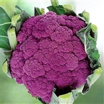 Violetta Italia Cauliflower with a large, vibrant purple head growing in a garden, surrounded by green leaves.