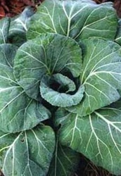 Georgia Collard plant with large, blue-green leaves growing in a home garden.