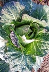 Close-up of Morris Heading Collard head, showing tightly packed, tender medium-green leaves.
