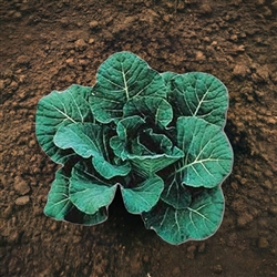 Close-up of Top Bunch Collard leaves, showing their ruffled texture and vibrant blue-green color.