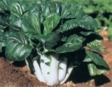 Pak Choi "Joi-Choi" Cabbage Plants