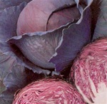 Red Acre Cabbage Plants