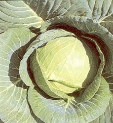 Early Jersey Wakefield Cabbage Plants