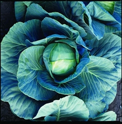 Dynamo Cabbage Plants