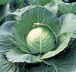 Early Flat Dutch Cabbage Plants