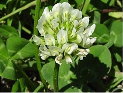 Ladino Clover Crop Crop & Legume Seed
