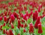 Crimson Clover Crop Crop & Legume Seed